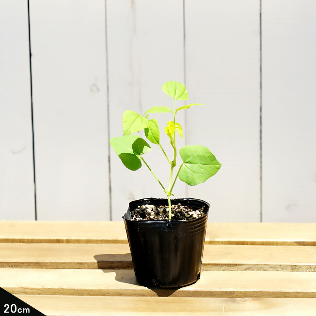 シカクマメの育て方・栽培方法植物図鑑みんなの趣味の園芸 NHK出版