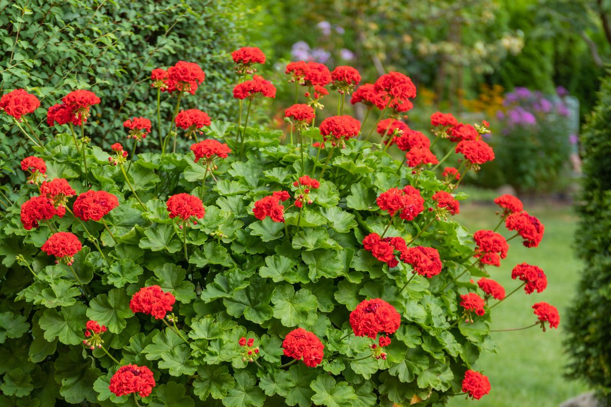 葉っぱが白くなるゼラニウムの原因と効果的な対処法ガイド