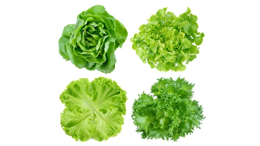 植物工場野菜『ベジタス』から「スティックレタス」が新発売！株式会社スプレッドのプレスリリース