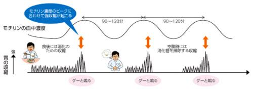 スキャナー、接写、おなか、手の接写を使って女の子の腹部超音波を作る医師。女性は患者の腹に超音波センサーをかける。臓器の診断検査。」の動画素材 ロイヤリティフリー 1050752932Shutterstock