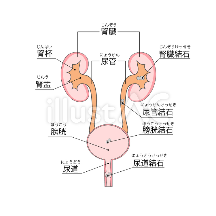 人間の腎臓の断面の写真素材・画像素材 Image 151549751