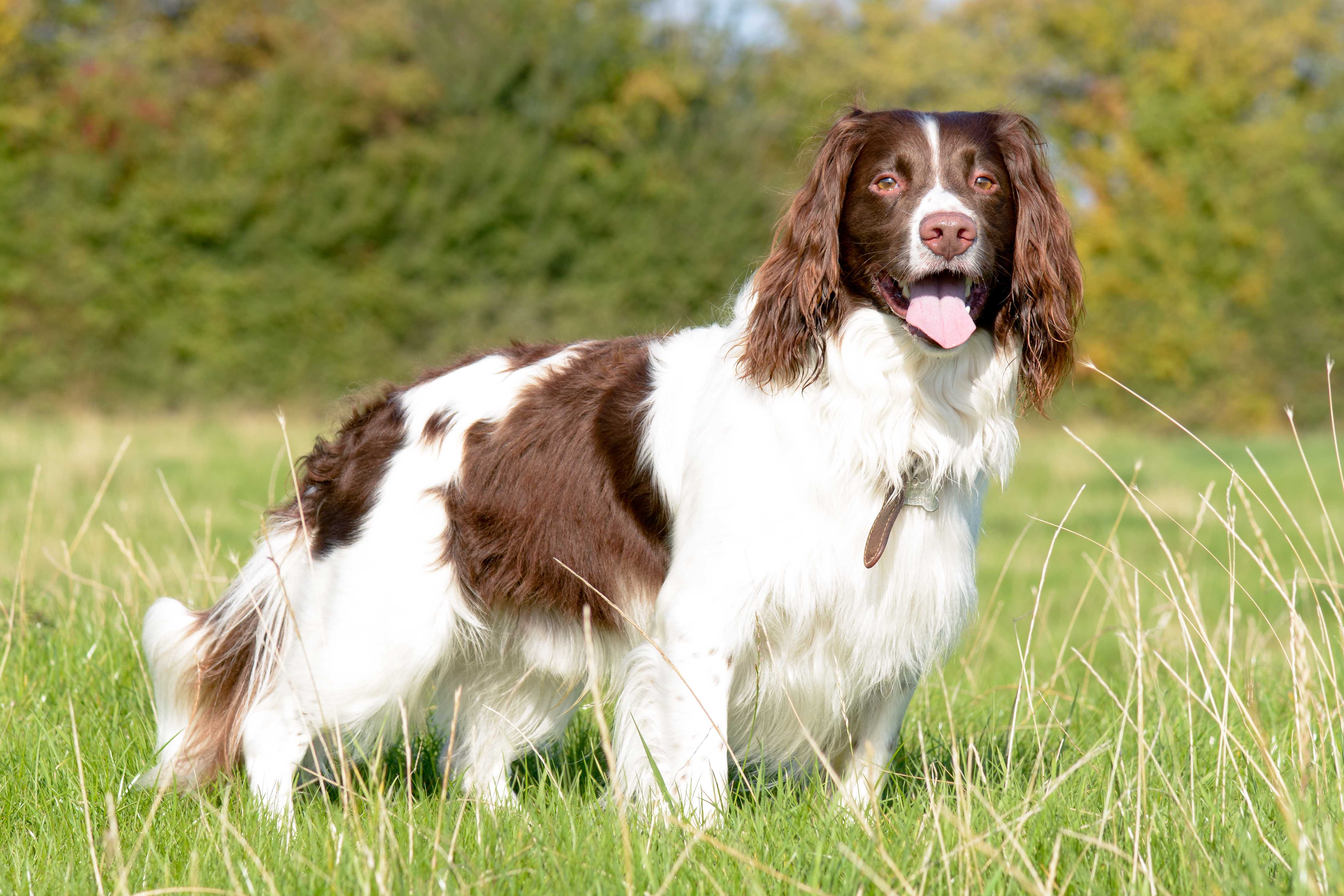 イングリッシュ・スプリンガー・スパニエルEnglish Springer Spaniel のページ：ガイアノート犬種図鑑
