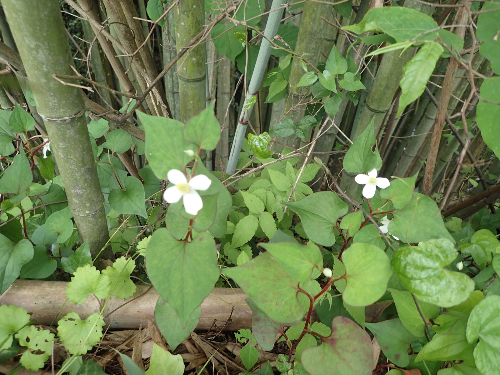 義母おススメ！ドクダミの花でできる自家製虫刺され薬をつくってみた！てのん 人ものがたり ウェブメディア