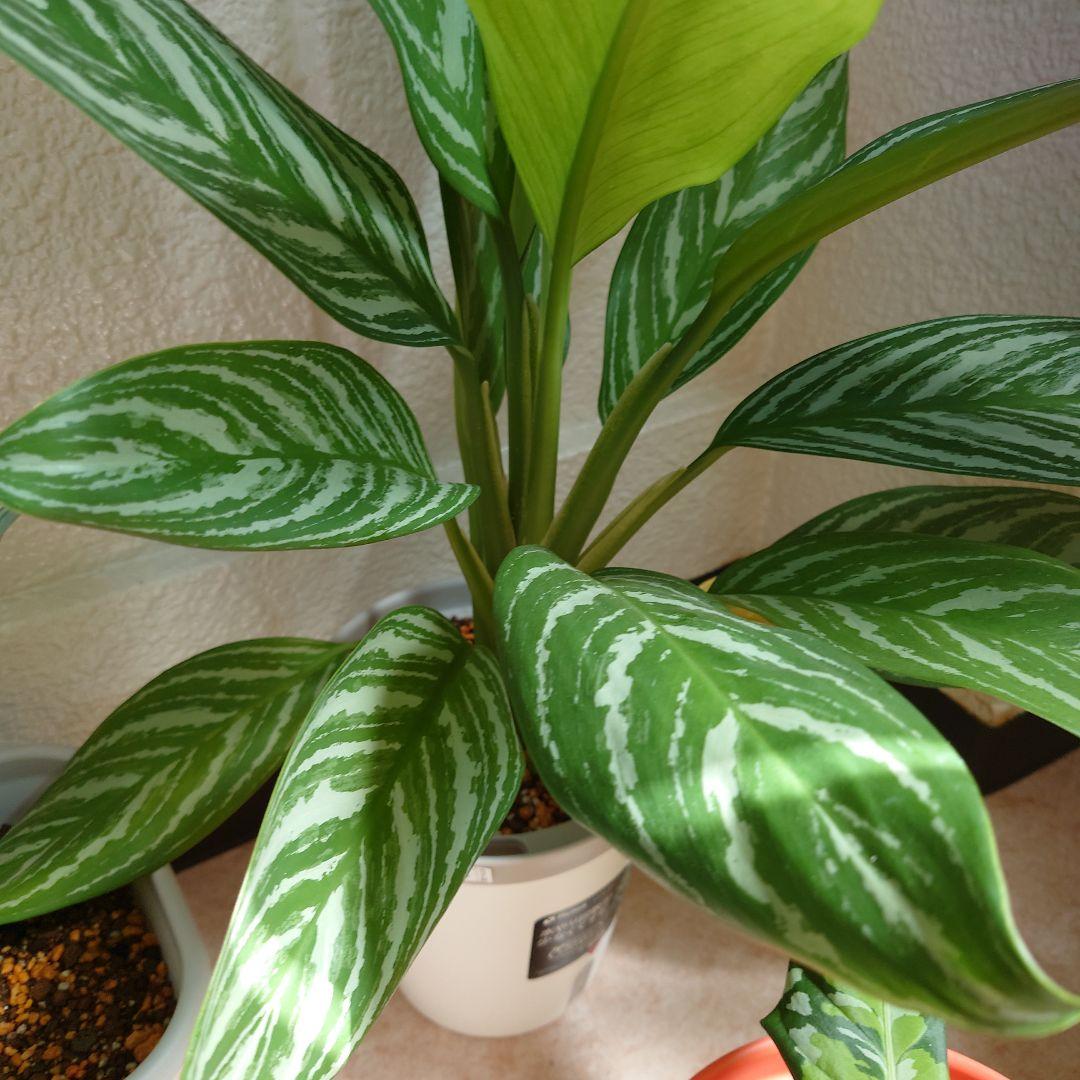 アグラオネマ・ニティドゥム 'カーティシー' 成長記録・育て方シロウト園芸