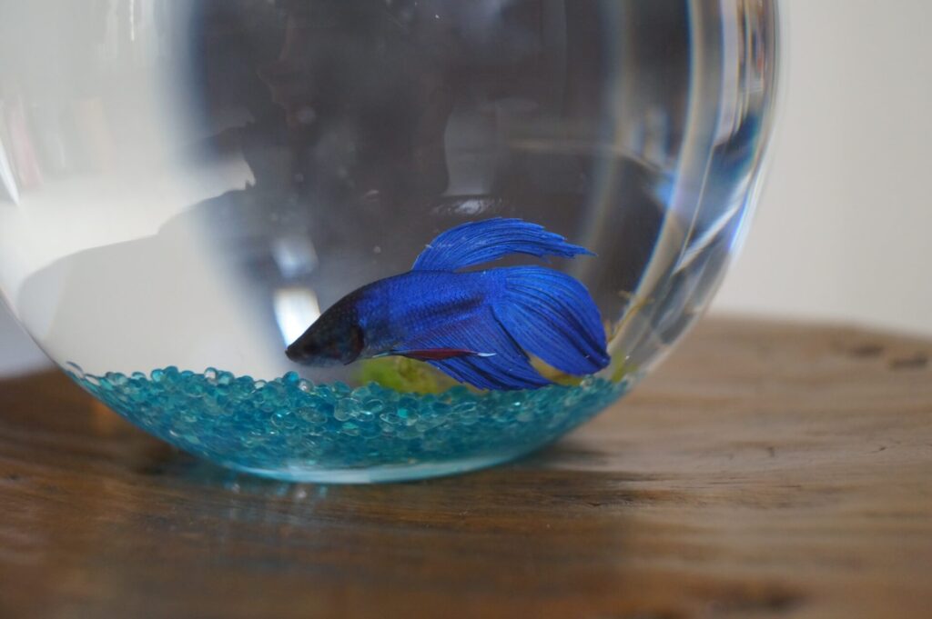 勉強しまくった頭でっかちが初めてベタを飼育する話なぎさん