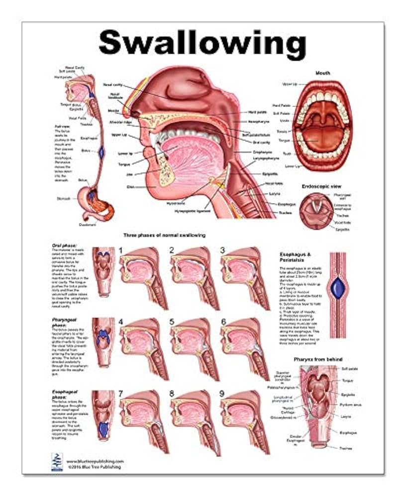終期 咀嚼・嚥下運動− 歯科辞書OralStudio オーラルスタジオ