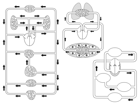 循環器 血液循環のしくみ シート