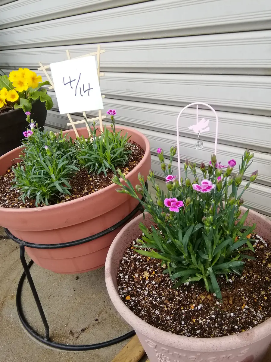 今年も ピンクキッス ラブラブ作戦そだレポ 栽培レポート bypri✡️みんなの趣味の園芸