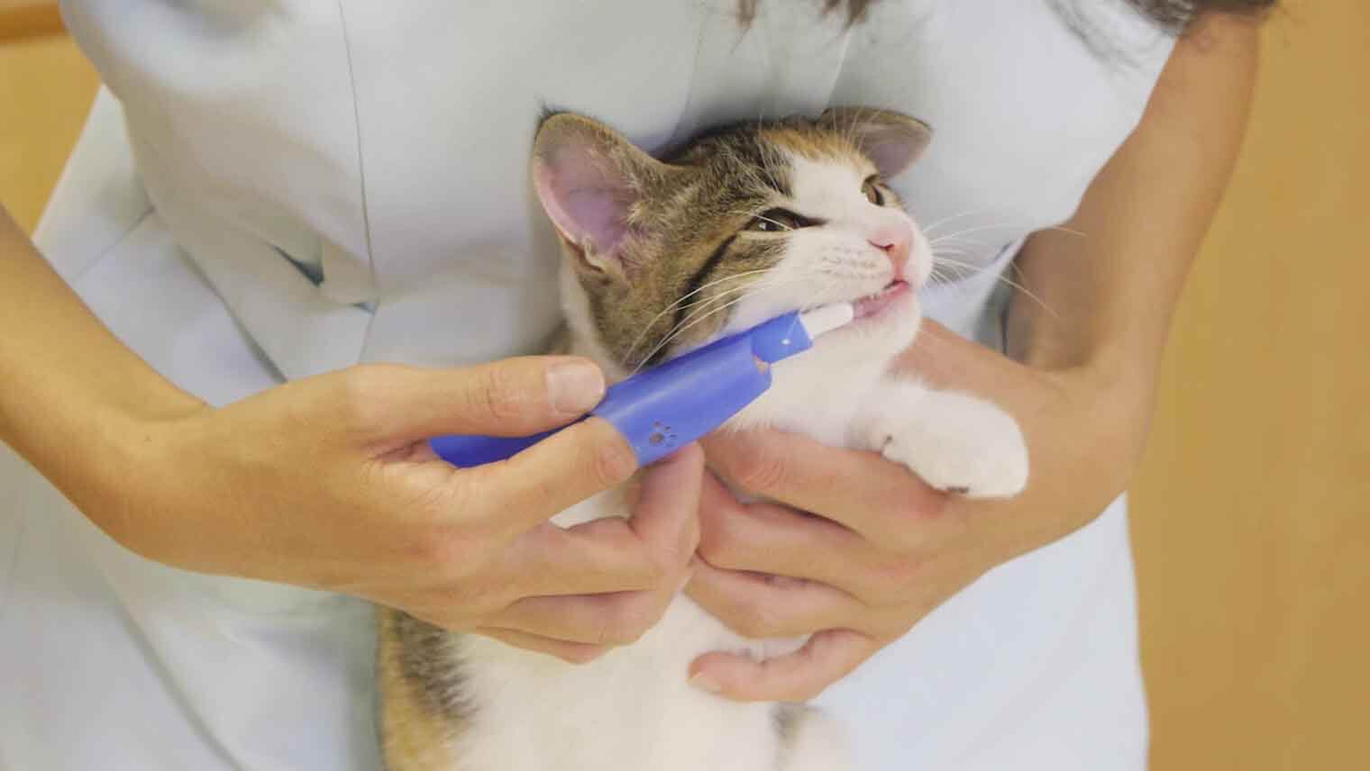 チューデント for Cat 愛猫用歯みがきガム 両端に切れ込みの入った牛皮ガム愛猫用おやつ - Hartz® ハーツ