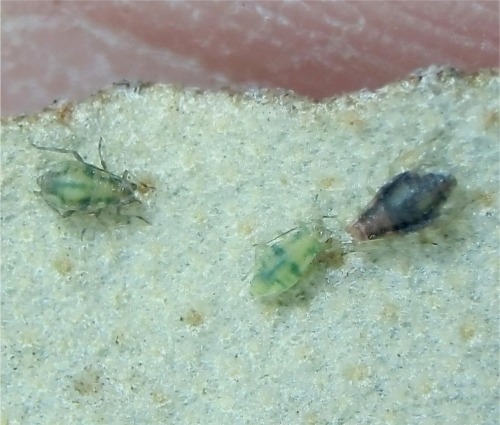 秋ごぼうを育てています。水やりをしたらシラミのような虫が大 園芸相談Q＆Aみんなの趣味の園芸