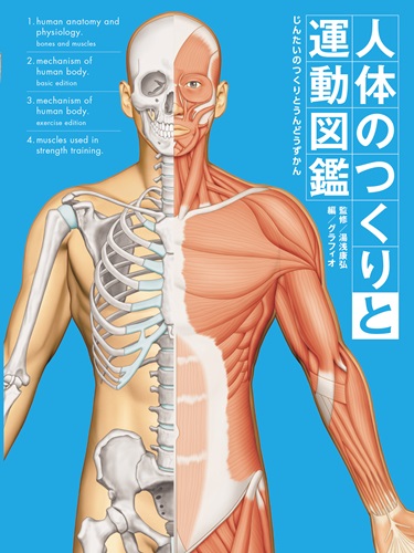 めくってわかる からだのしくみ 人体絵本 ジュリアーノ・フォルナーリ ポプラ社 : FUNFUNほうむず - 通販 - Yahoo!ショッピング