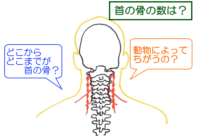 頭〜首の断面図。舌がどのようについているか分かりやすい。 http:cgchips.com