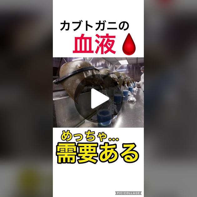 カブトガニの生態や秘密に迫る！ 世界で唯一のカブトガニ専門の博物館を訪れてみた 岡山県笠岡市- サカナト 2