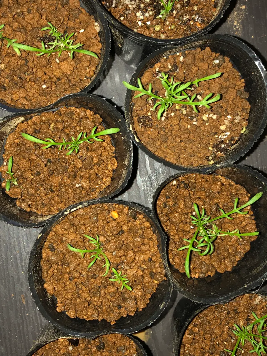 カモミールに芽が出てきています。 - 間引きの仕方がわからず困っ- Yahoo!知恵袋