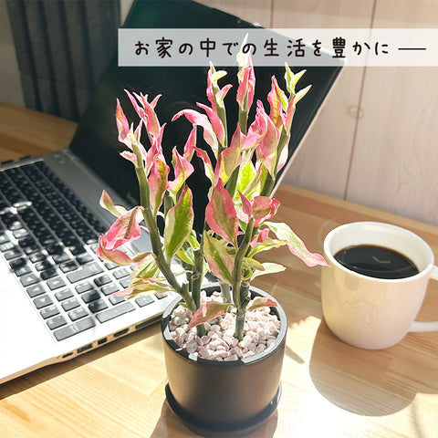 □運気上昇 ペディランサス 大銀龍 ダイギンリュウ 大銀竜 10本 13〜15cm 挿し木 挿し芽 商売繁盛 ユーフォルビビ リボンダイギンリュウの育て方・増やし方海外生活・海外旅行大好き！ 自由にスローライフ