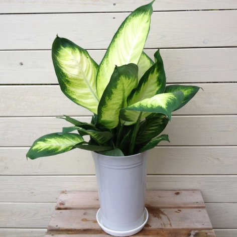 ディフェンバキア 剪定TikTok