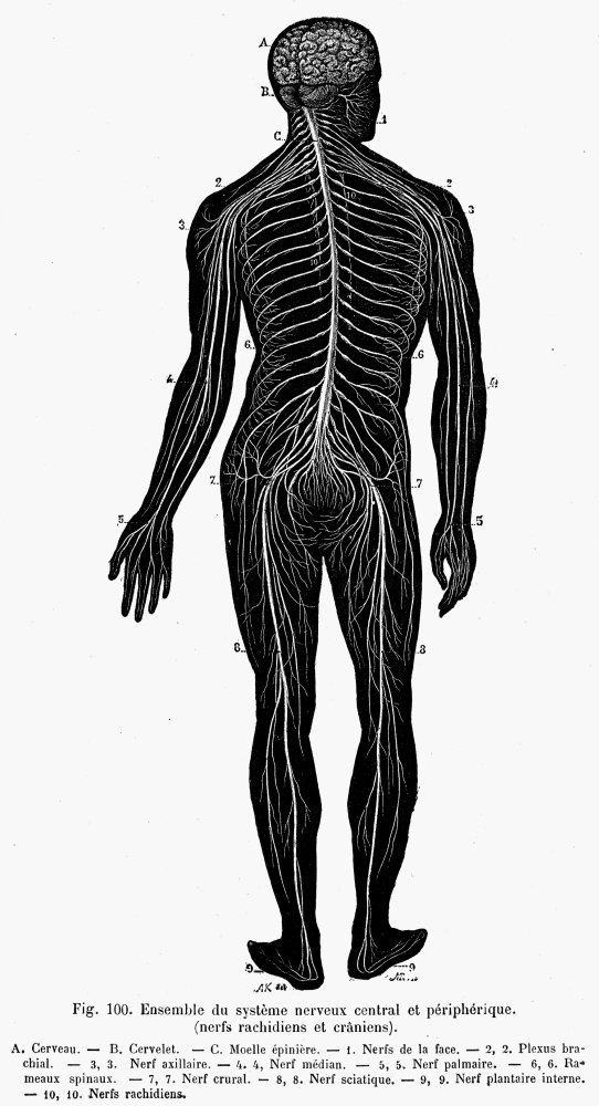第９回「神経細胞」 川崎医科大学神経内科学 砂田芳秀教授岡山の医療健康ガイド MEDICA