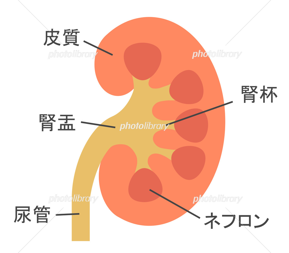 生物基礎32 生物32 2004腎臓解剖輸尿管腎動脈静脈皮質髄質腎う糸球体濾過尿墨汁実験