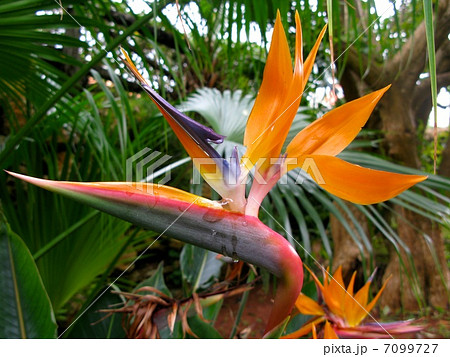 大株で細葉の個体のストレッチア・レギネ10号鉢 大株で