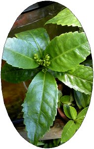 千両の実がなると正月が近い