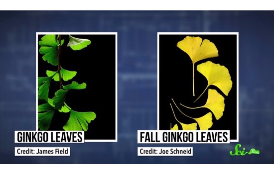 そのギンナンはタヌキの落とし物かも？くますけ自然ガイド・クリエイタ