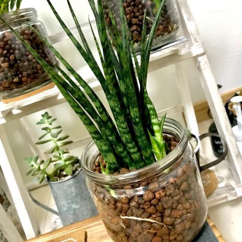 楽天市場 ガジュマル ミニ ハイドロカルチャーリビング 観葉植物 多幸の木 室内用 卓上 水耕栽培 小さめ 土を使わない 虫がわかない 鉢付き 鉢植え本物 無機質 ガラス瓶 3号 小型 ギフト プレゼント ラッピング 育てやすい 初心者 : miipas