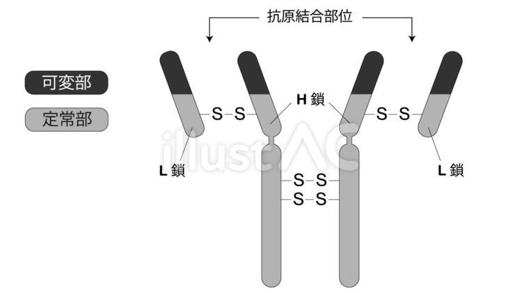抗体イラスト無料イラスト・フリー素材なら「イラストAC」
