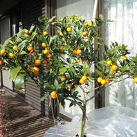 1.金柑苗木子どもリクエストで育て始めるそだレポ 栽培レポート byマンションベランダみんなの趣味の園芸