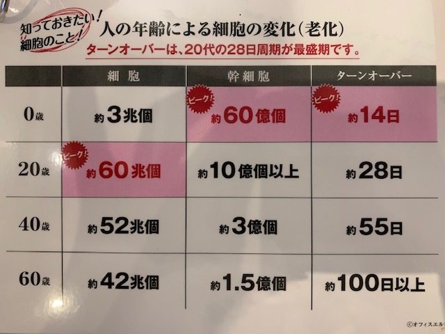 臓器はどうやってつくられる？理化学研究所