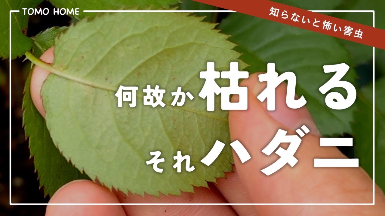 すいか ハダニ類 カンザワハダニ、ナミハダニ: こうち農業ネット