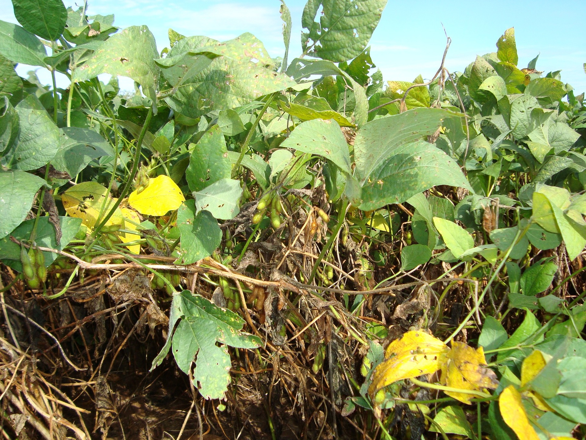 枝豆の葉っぱが枯れてきています。 - 農業屋