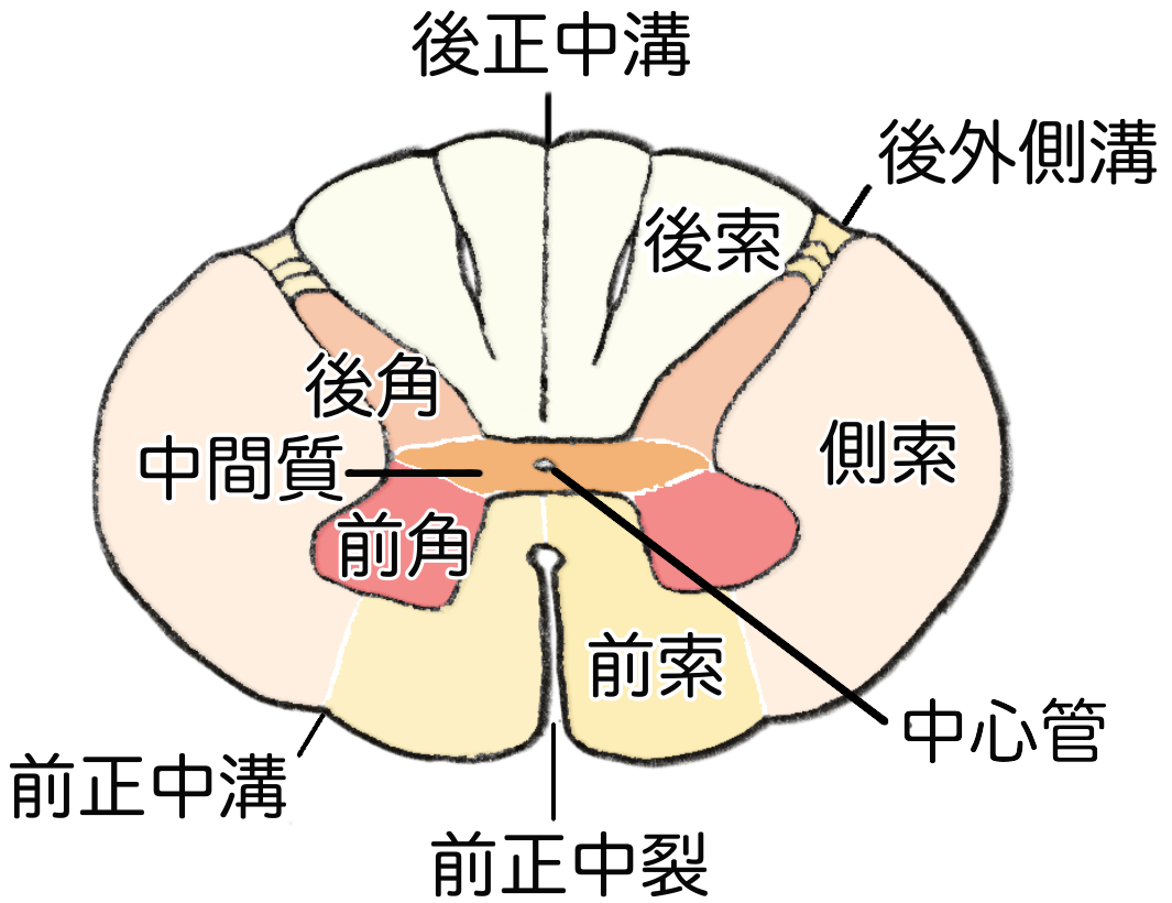 脊髄」の用語の意味