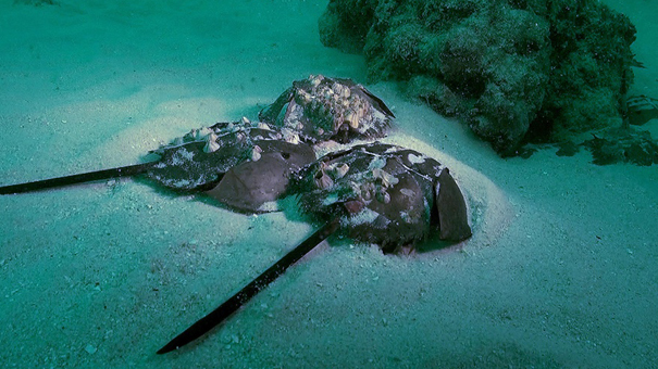 カブトガニの「青い血」が医療分野で重宝される理由とは？ - ナゾロジ