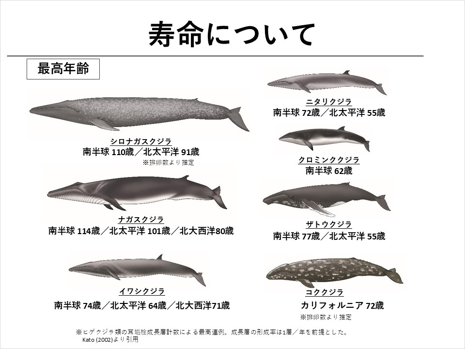 オーストラリアのホエールウォッチング クジラウォッチング 体験ツアーの検索・予約サイト VELTRA-ベルトラ