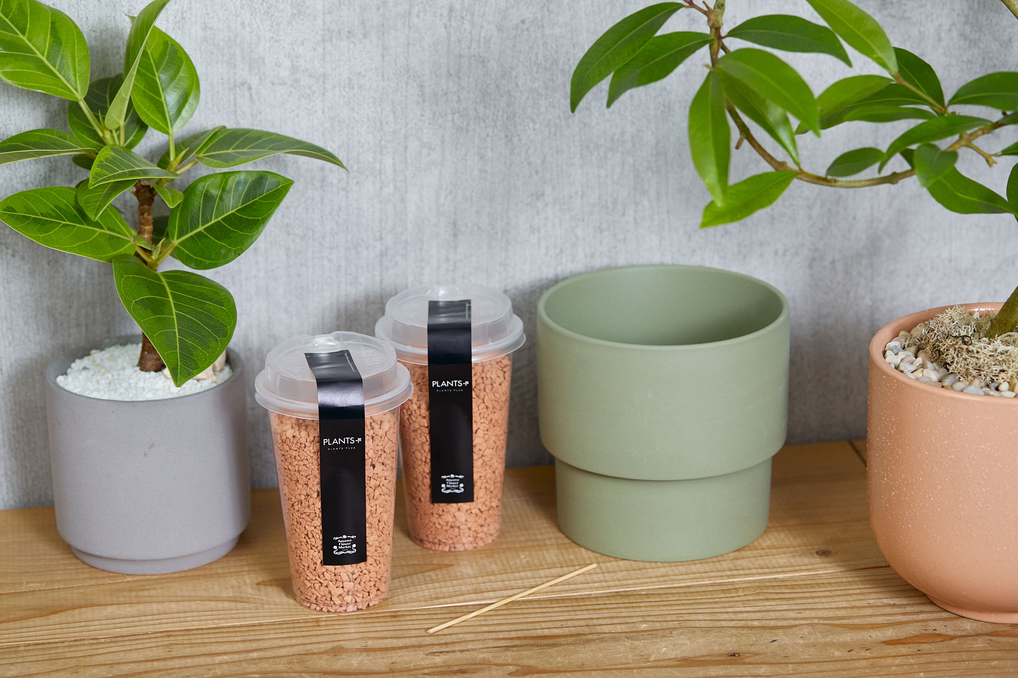 観葉植物の植え替え正しいやり方、適切な時期を初心者向け解説￼特集・読みものe-花屋さん