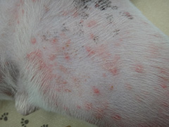 犬の脱毛・毛が抜ける症状がある時に考えられる原因とは？なんよう動物病院知立市の動物病院