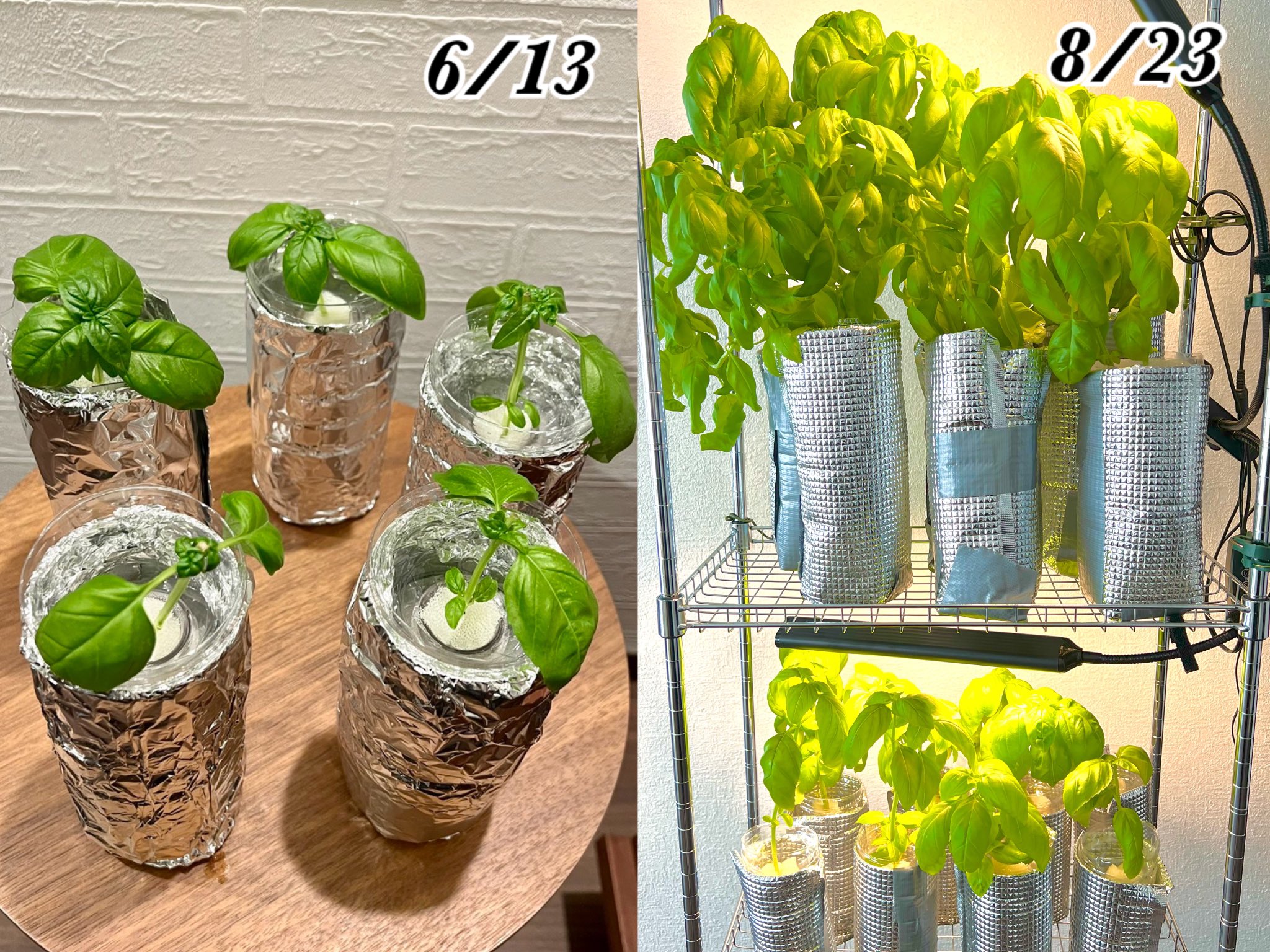 水耕栽培 バジル栽培のおしゃれなアレンジ・飾り方のインテリア実例RoomClip ルームクリップ