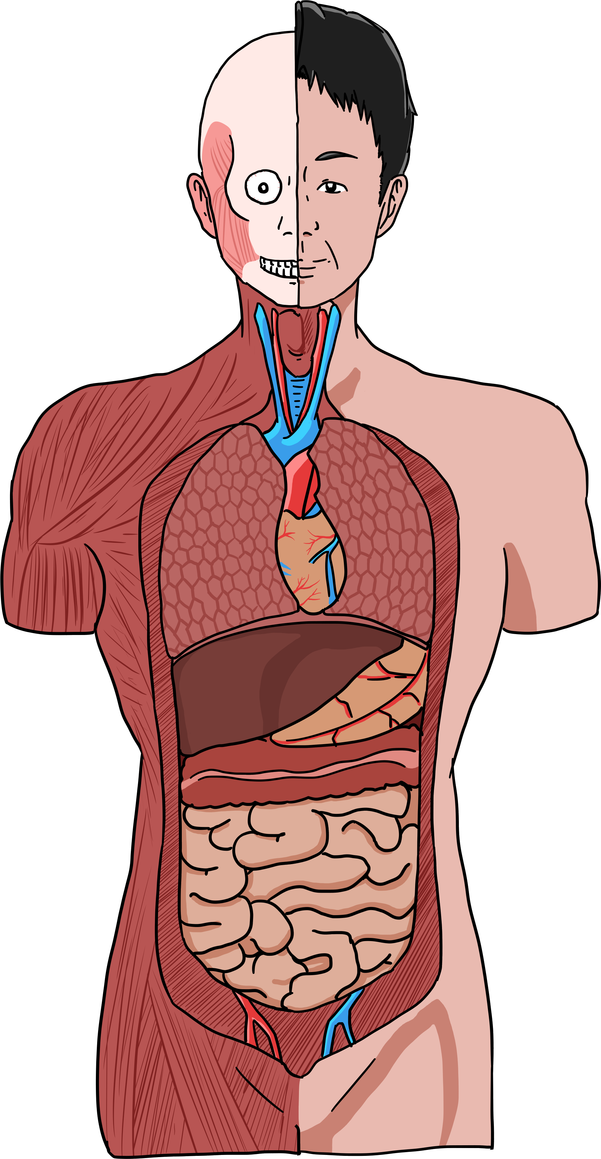 夏休みの自由研究にいかが？ 皮膚から骨格まで見せる3D人体モデル日経クロステック xTECH