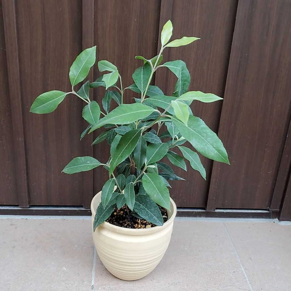 レモンマートル・ハーブの作用、成分、効果、適応