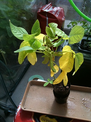 枝豆の一株の葉が黄色に、、これは収穫せざるをえない。 - 流転工房