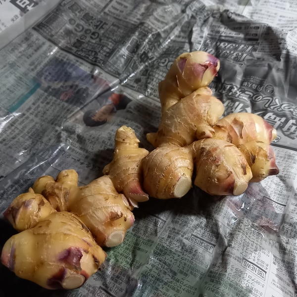 根生姜の冷凍保存 2か月間保存