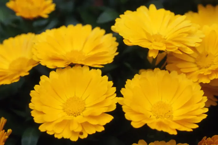 冬の寒さに強い！育て方が簡単！カレンジュラ「冬知らず」を植え付けました月にサボテン