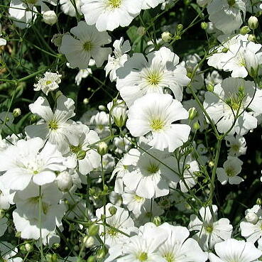 宿根カスミソウを一昨年植えて3年目です。昨年もなかなか花が咲 園芸相談Q＆Aみんなの趣味の園芸