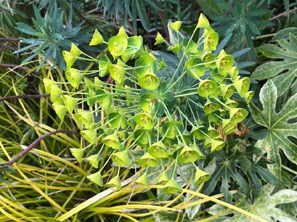 ユーフォルビア・カラキアスEuphorbia characias