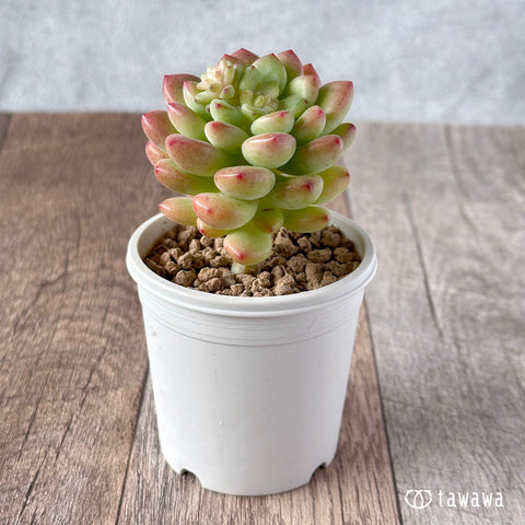 ヨシPhragmites communis