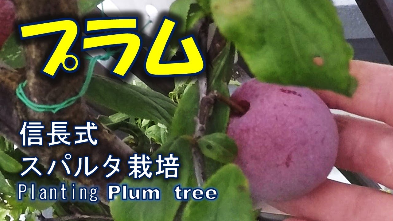 バラ科～スモモ 李 の栽培と病害虫 - 奥行き１ｍの果樹園