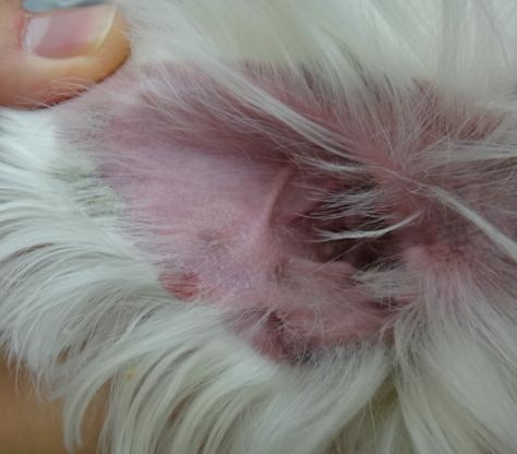 かさぶたや湿疹に要注意～わんちゃんによくある皮膚病～ポックル動物病院札幌市手稲区犬・猫・小動物