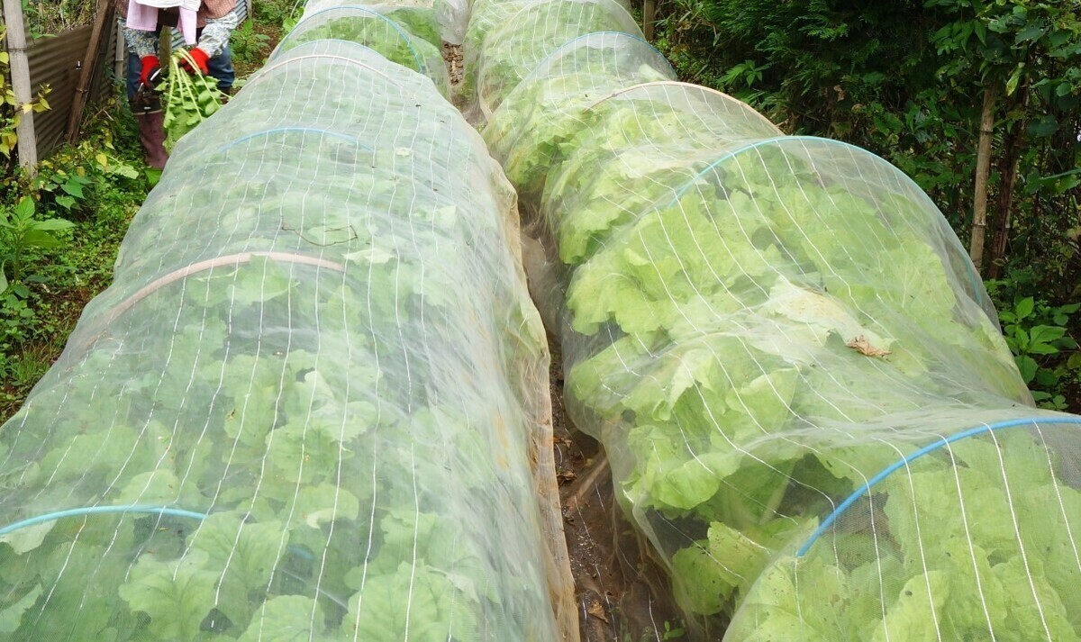 こども菜園 R 栽培セット 二十日大根虫よけ＆保温カバー付き野菜のタネ ハツカダイコン 周年まきの通販園芸ネット