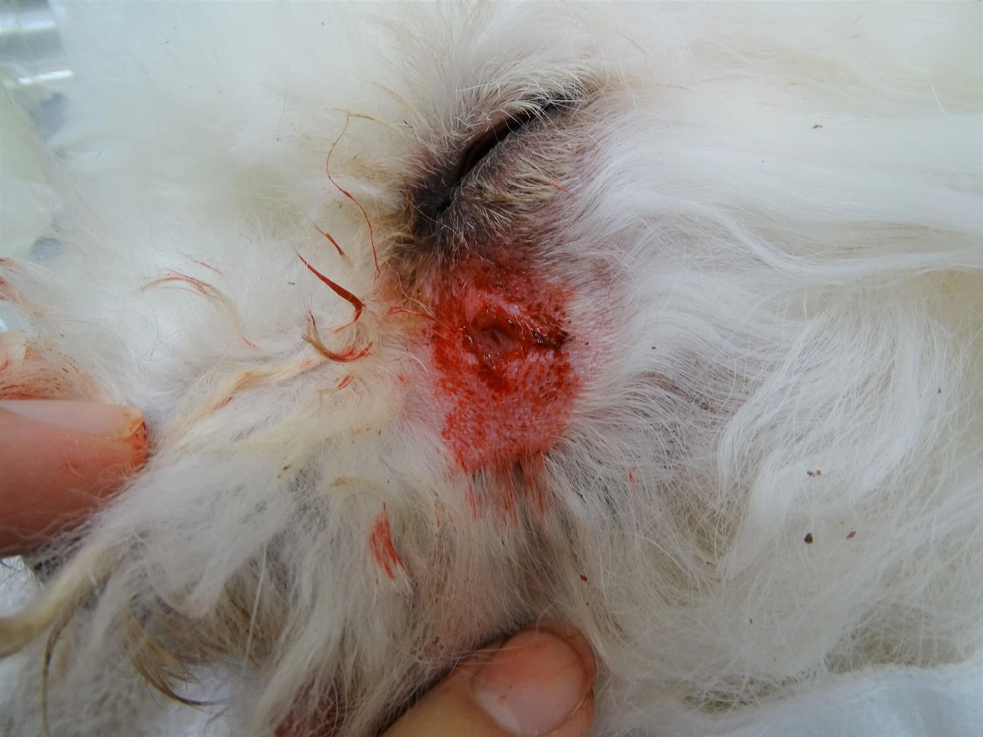 マイボーム腺炎 ＜犬＞みんなのどうぶつ病気大百科