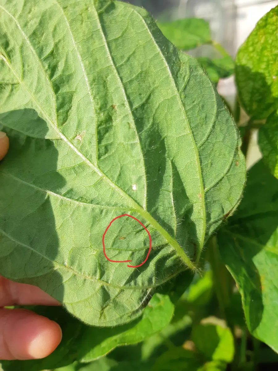 エダマメべと病病害データベース種苗事業部武蔵野種苗園